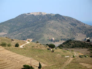 collioure_vineyards