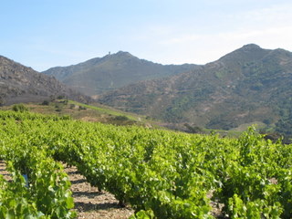 collioure_vineyards