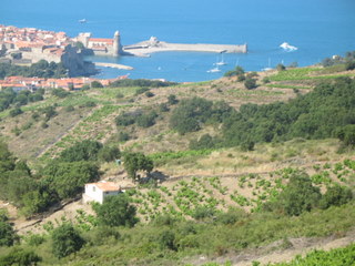 collioure_vineyards.JPG